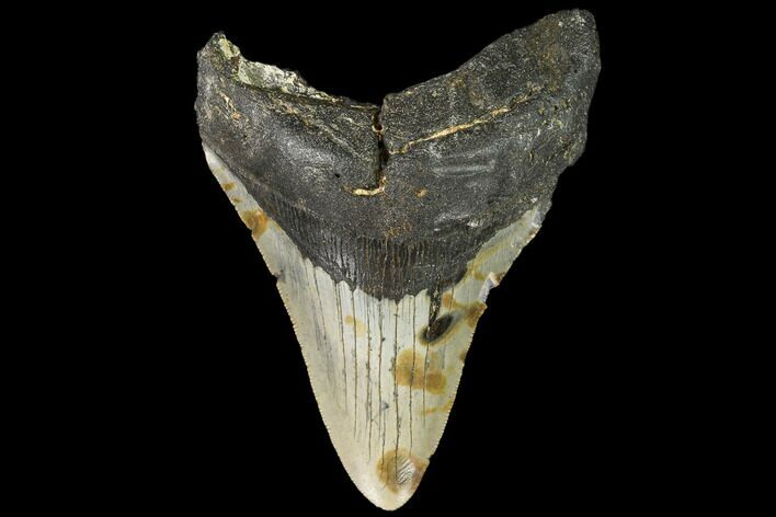 Bargain, Fossil Megalodon Tooth - North Carolina #108973